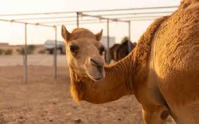 Al lisaili is a desert settlement in the emirate of dubai, united arab emirates (uae) and a centre for the sport of camel racing. Top Farms In Dubai To Visit Emirates Camelicious More Mybayut