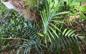 Image result for Chamaedorea radicalis