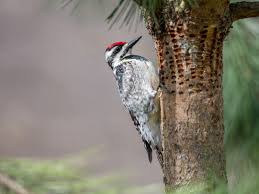 There are 22 types of woodpecker in north america1audubon guide to north american birds: How To Prevent Woodpecker Damage To Trees