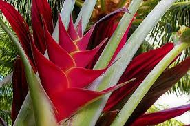 Pin On Tropical Garden