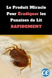 Le Produit Miracle Pour Eradiquer Les Punaises De Lit Rapidement Punaises De Lit Anti Punaise De Lit Piqures Punaises De Lit