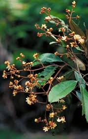 Image result for Heritiera