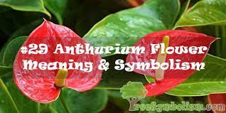 29 Anthurium Flower Meaning Symbolism