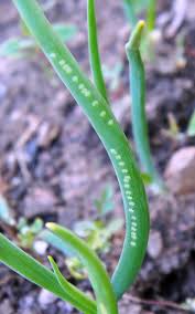 Image result for phytomyza gymnostoma