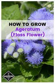 Ageratum Ageratum Houstonianum Is A Great Choice For Flower Beds Borders And Containers In Most Gardening Growing Flowers Flower Landscape Gardening Zones