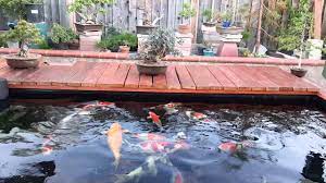 If you are keeping koi, you should allocate 35 . My 3000 Gallon Koi Pond And Bonsai Youtube
