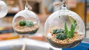 Beberapa tanaman yang biasa digunakan dalam terarium antara lain sansiviera, kaktus, sukulen, dan juga bromelia. 7 Dekorasi Terarium Unik Buat Sendiri Juga Bisa