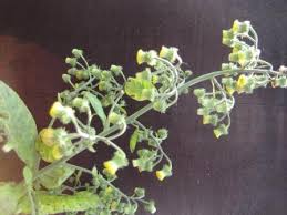 Image result for Blumea