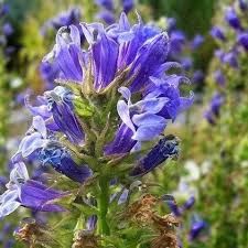 Image result for foto Lobelka