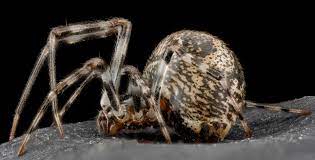 Unlike black widows, black house spiders do not have a potentially fatal or medically serious bite. 8 Facts About The Misunderstood House Spider