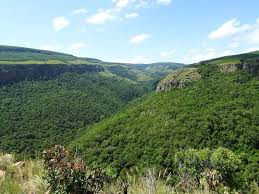 Image result for Cryptolepis cryptolepioides