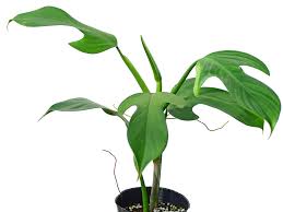 Image result for Adenia panduriformis