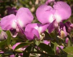 Image result for Podalyria