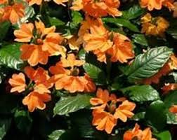 Image result for Crossandra fruticulosa