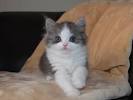 RagaMuffin Kittens for Sale - Adoptapet
