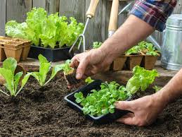 This will be much easier to till the soil to prepare the garden for planting. Your Guide To Starting A Vegetable Garden