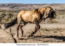What is a buckskin horse, its color genetics, registry and association, its pictures with a list of there are several buckskin variations, including silver dapple and sooty. Shutterstock Puzzlepix