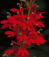 Check spelling or type a new query. Cardinal Flower Seeds Perennial Lobelia Lobelia Cardinalis