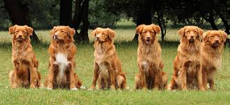 A strong and able swimmer, he. Red Raisins Nova Scotia Duck Tolling Retriever Kennel
