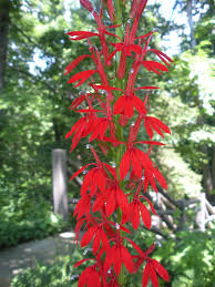 The difference between 5a and 5b is a mere 5 degrees f in minimum the garden sage, salvia officinalis, is from the mint family. Lobelia Cardinalis Cardinal Flower In Zones 5 And Warmer This Perennial S Clump Of Grey Green Foliage Will Remain Eve Winter Garden Cardinal Flower Flowers