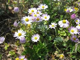 Image result for Bellis