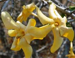 Image result for Gardenia subacaulis