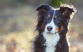 The 5 Smartest Dog Breeds In The World Chosen By Veterinary Professionals Dog Breeds Smartest Dog Breeds Dogs