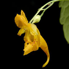 Image result for Impatiens zombensis