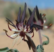 Image result for Ornithoglossum