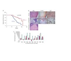 The japanese yen is the currency in japan (jp, jpn, jap). Cooperative Interactions Of Pten Deficiency And Ras Activation In Melanoma Metastasis Oncogene