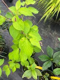 Image result for Grewia praecox