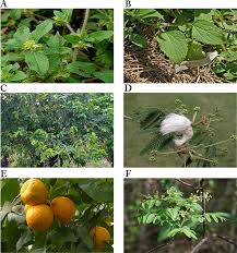 Image result for Vernonia longipedunculata