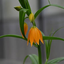 Image result for Littonia modesta