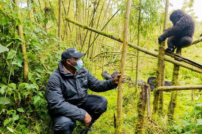 Gorilla trekking in Bwindi: Forest Dawn, Lake Dusk: from Kigali