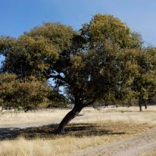 Image result for Meiostemon tetrandrus