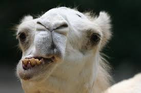 Choose from a curated selection of funny photos. Funny Camel Pictures