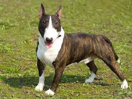 Use the search tool below and browse adoptable bull terriers! Bull Terrier Puppies For Sale Near You