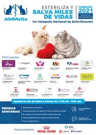 The promotions main show so far was a 25 year anniversary show shown by televisa, a testament to el hijo del santo's appeal as televisa rarely show independent promotions. Ammega Lanza Primera Campana De Esterilizacion Gratuita Para Gatos Tijuanotas