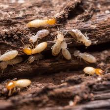 Not looking for pest control services in kilmarnock, va? Termite Control And Inspection Services In Virginia