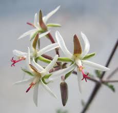 Pelargonium Carnosum Carnation Flower Geraniums Geraniums Garden