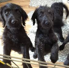 Springfield homestead is proud to announce its upcoming litter of f1b labradoodles due the first week of may. F1 Labradoodle For Sale Cheap Buy Online