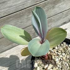 Image result for Eriospermum mackenii