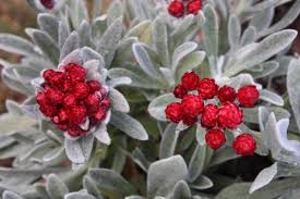 Image result for Helichrysum geminatum
