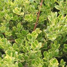 The plant is slow growing and produces a nice rounded shape. Golden Dream Boxwood Grown By Overdevest