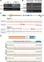 Ini adalah salah satu referensi rpp yang bisa digunakan satuan paud yang menggunakan pembelajaran bermuatan steam dan loose parts. Intronic Heterochromatin Prevents Cryptic Transcription Initiation In Arabidopsis Biorxiv