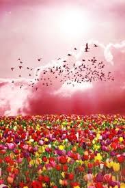 Look At The Birds Of The Air And The Flowers Of The Field Spring Is In The Air Beautiful Landscapes Beautiful Nature Landscape