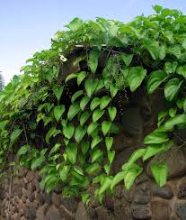 Image result for Dioscorea dregeana