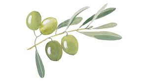 Image result for Olea