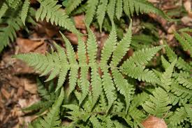 Image result for Thelypteridaceae