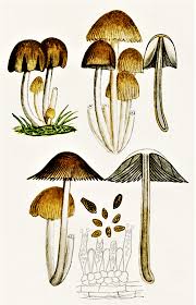 Image result for Coprinus micaceus